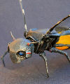 Life size physical prop of a robotic wasp based upon CGI models. Size: length 25mm